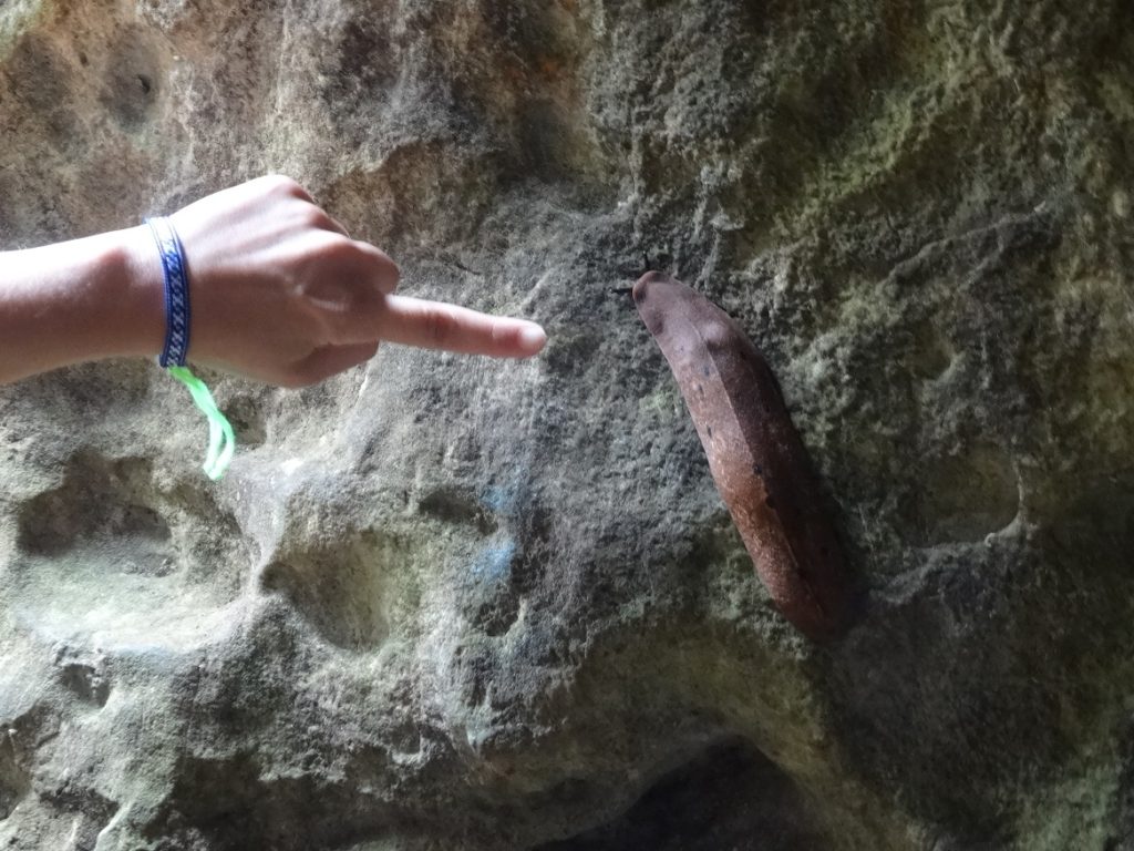 Schnecke (?) in Sapa, Vietnam